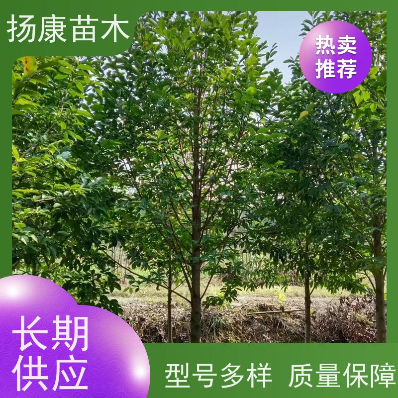 10公分乐昌含笑 竖形常绿灌木绿植适用于园林绿化 培育基地