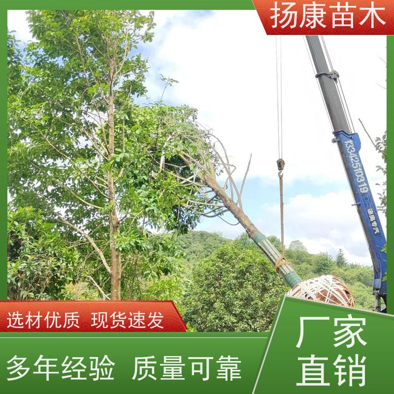 11公分乐昌含笑 行道树系列树种养护 培育基地