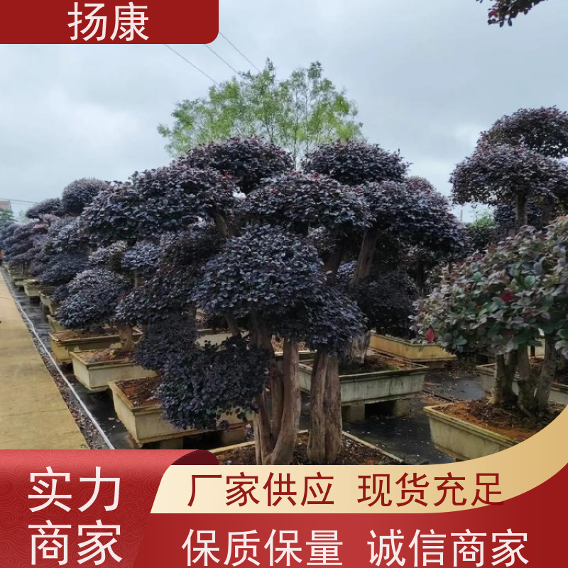 扬康 精品红花继木古桩 适应性强，耐寒、耐旱、耐贫瘠