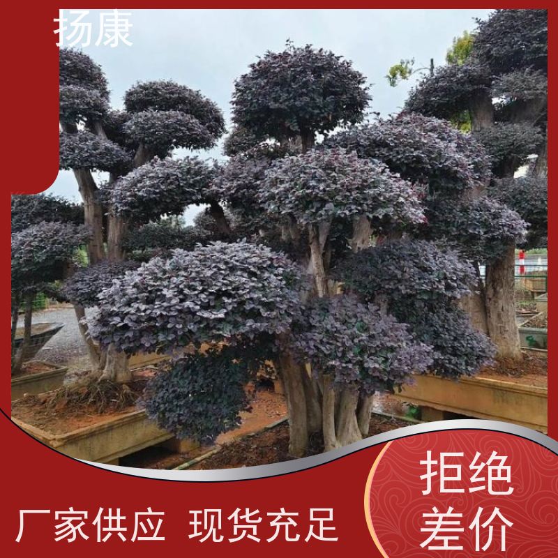 扬康 红花继木古桩 庭院绿植花卉篱笆围墙四季红叶彩色盆景球桩