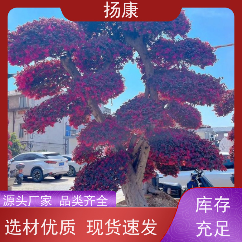 扬康 红花继木古桩 萌发力强，即使老桩移栽也成活率较高