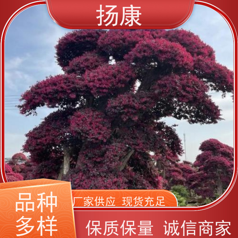 扬康 造型红花继木桩 适应性强，耐寒、耐旱、耐贫瘠
