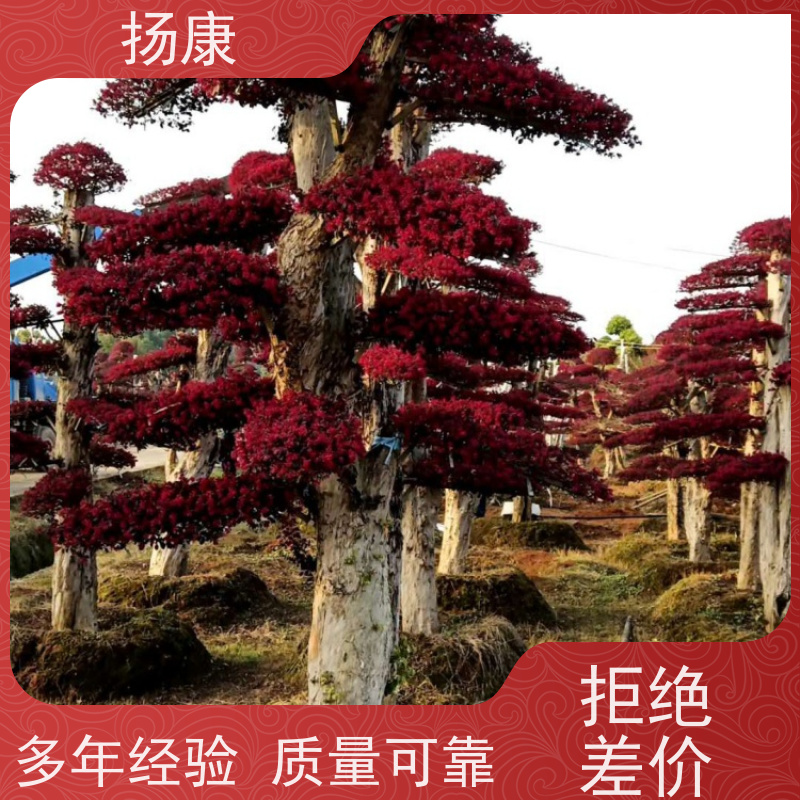 扬康 大型红花继木桩 适应性强，耐寒、耐旱、耐贫瘠