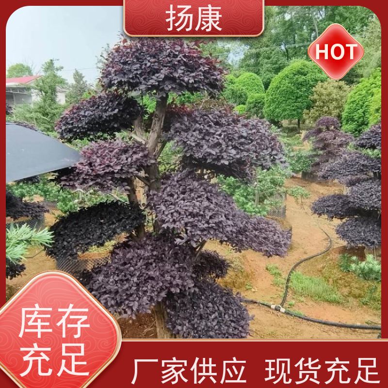 扬康 25公分红花继木桩 耐修剪与蟠扎，枝条可塑性强