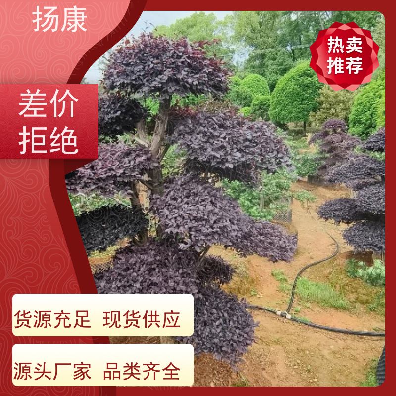 扬康 造型红花继木桩 景区园林绿化工程苗 庭院造景栽植观赏苗