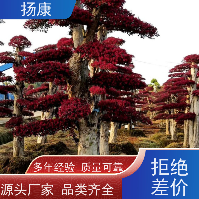 扬康 30公分红花继木桩 耐修剪与蟠扎，枝条可塑性强