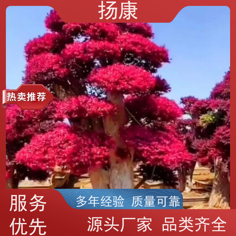 扬康 15公分红花继木桩 景区园林绿化工程苗 庭院造景栽植观赏苗