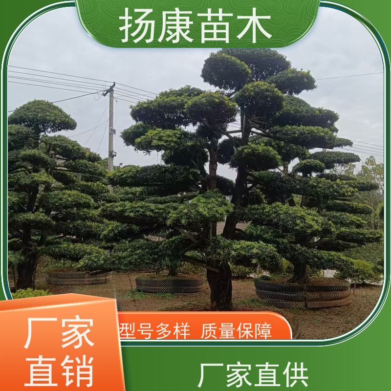 扬康苗木 美观大气 庭院园林造景树 12公分罗汉松