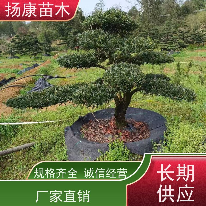 扬康苗木 规格齐全 别墅景区道路园林绿化大型造景树 20公分罗汉松