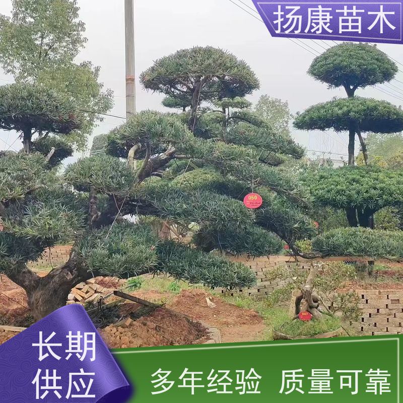 扬康苗木 规格齐全 形状优美 风景绿化树 30公分罗汉松