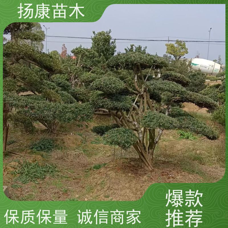 扬康苗木 H1-2米无纺布大袋苗 根须发达易成活 罗汉松