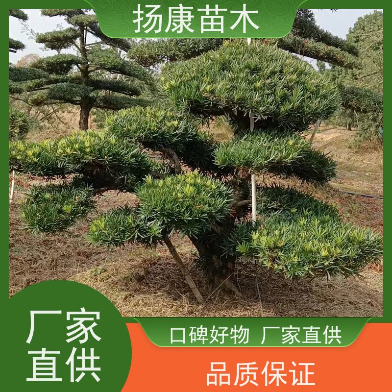 扬康苗木 百亩基地直供 绿意盎然 造型美观 生长旺盛 斜飘罗汉松