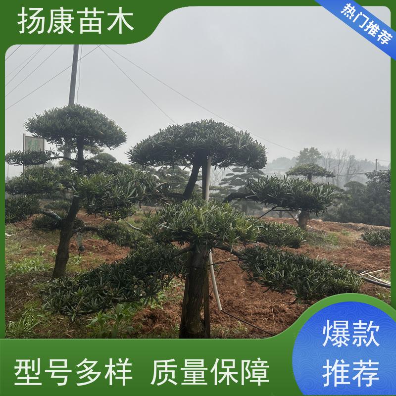 扬康苗木 园林庭院造景植物 成活率高 规格齐全 贵妃罗汉松
