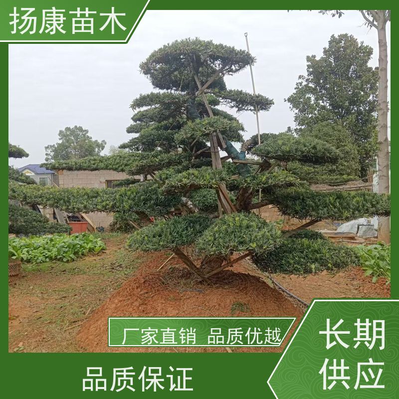 扬康苗木 地采购 庭院别墅主景树 品种齐全 精品造型罗汉松