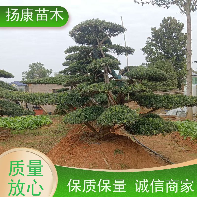 扬康苗木 全国供应 庭院小区景区别墅常绿观花盆栽 宽叶罗汉松