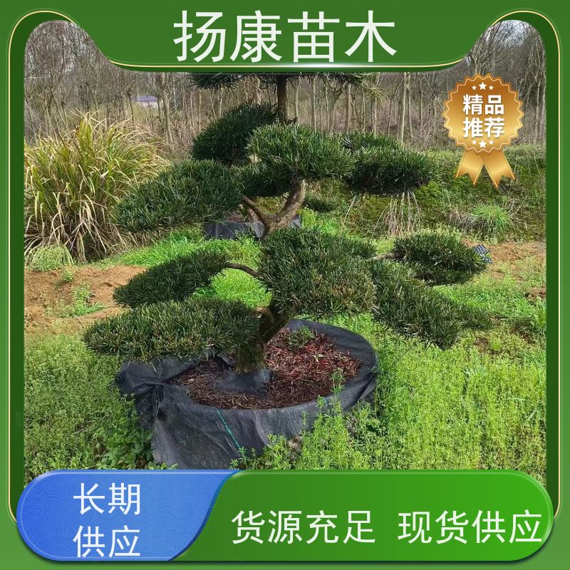 扬康苗木 美观大气 庭院园林造景树 造型罗汉松