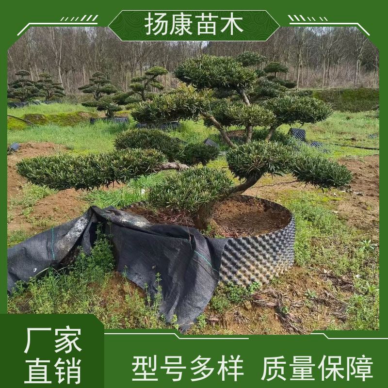 扬康苗木 百亩基地直供 绿意盎然 造型美观 生长旺盛 罗汉松
