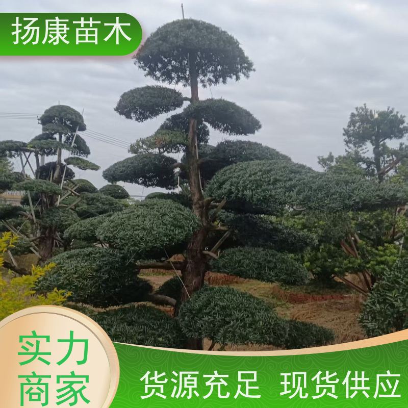 扬康苗木 规格齐全 形状优美 风景绿化树 15公分罗汉松