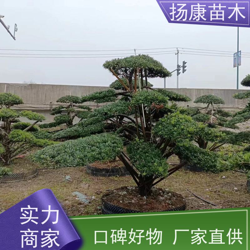 扬康苗木 H1-2米无纺布大袋苗 根须发达易成活 海岛罗汉松