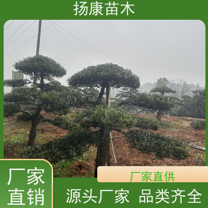 扬康苗木 黑松 迎客松别墅庭院绿化树 海岛罗汉松