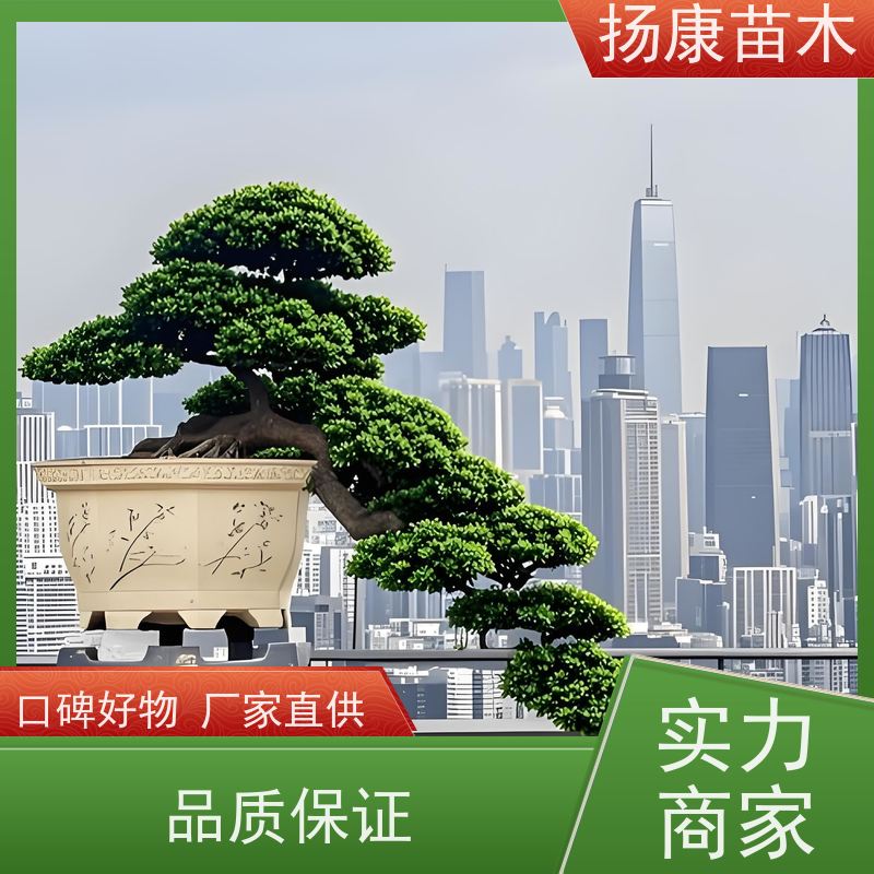 扬康苗木 可购园林造型树 绿化景观优选 冠幅3米 金钻罗汉松