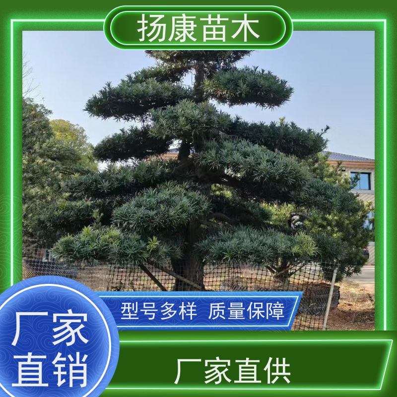 扬康苗木 别墅庭院 工程一站式 带土球发货 小叶罗汉松