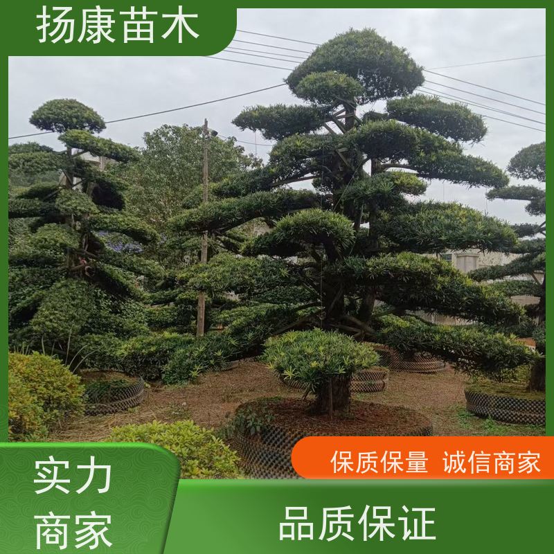 扬康苗木 园林庭院造景植物 成活率高 规格齐全 红芽珍珠罗汉松