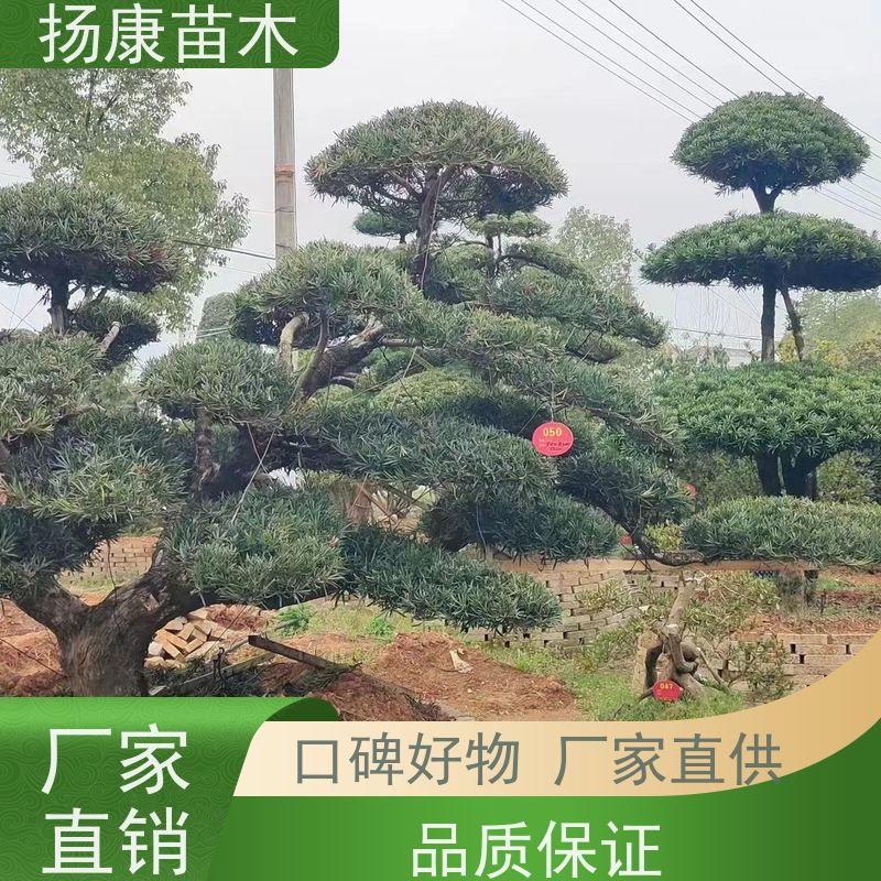扬康苗木 别墅庭院 工程一站式 带土球发货 斜飘罗汉松