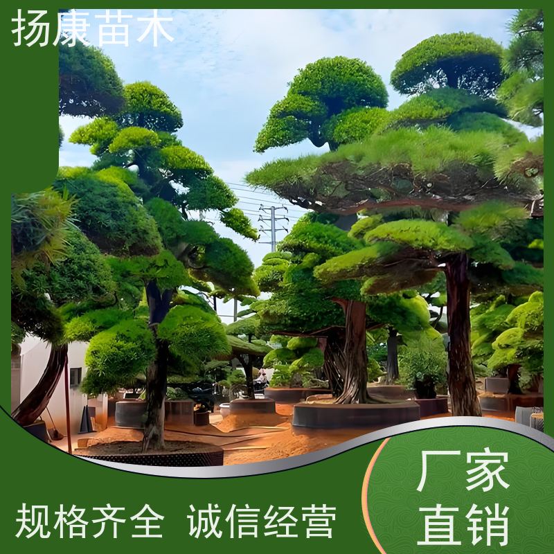 扬康苗木 H1-2米无纺布大袋苗 根须发达易成活 大叶罗汉松