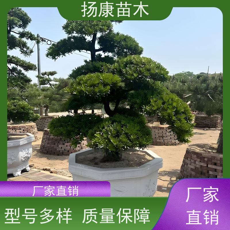 扬康苗木 黑松 迎客松别墅庭院绿化树 宽叶罗汉松