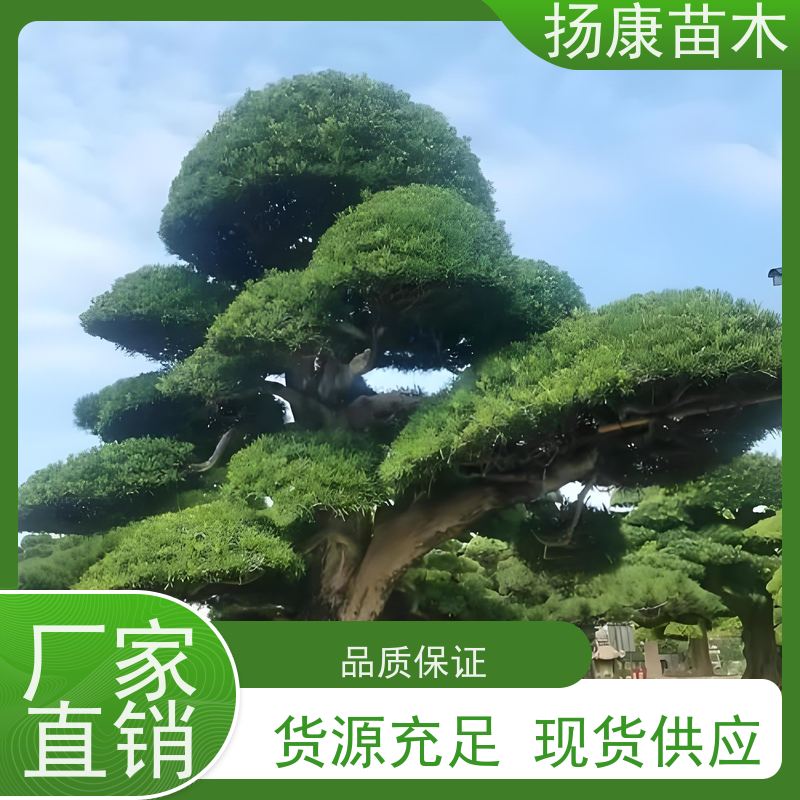 扬康苗木 规格齐全 形状优美 风景绿化树 12公分罗汉松