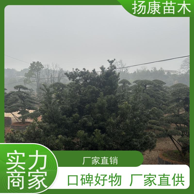 扬康苗木 百亩基地直供 绿意盎然 造型美观 生长旺盛 宽叶罗汉松