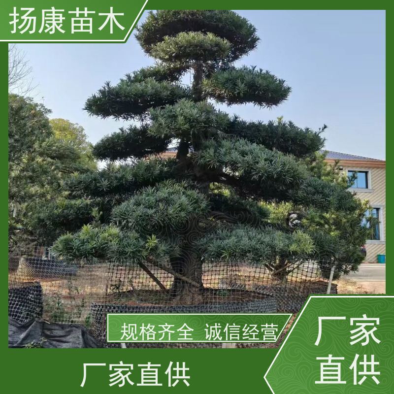 扬康苗木 规格齐全 形状优美 风景绿化树 金钻罗汉松