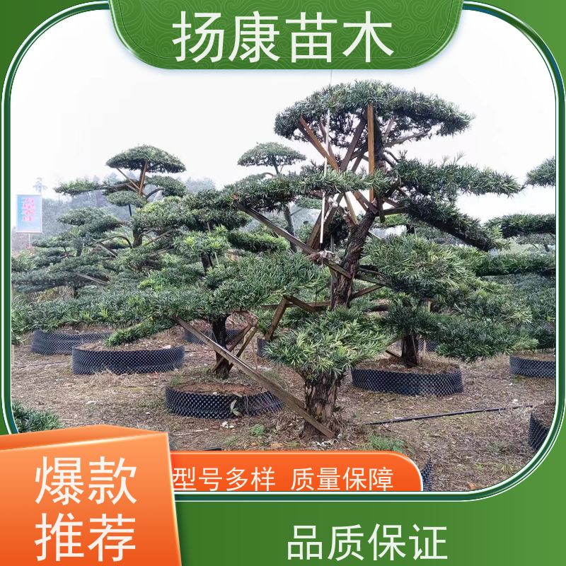 扬康苗木 黑松 迎客松别墅庭院绿化树 10公分罗汉松