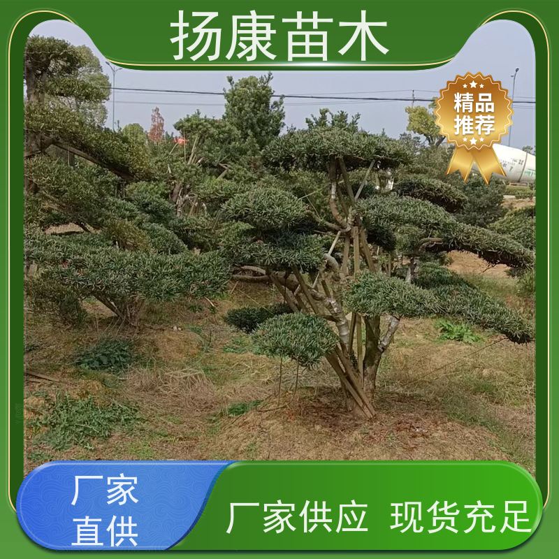 扬康苗木 规格齐全 形状优美 风景绿化树 基地供应 雀舌罗汉松
