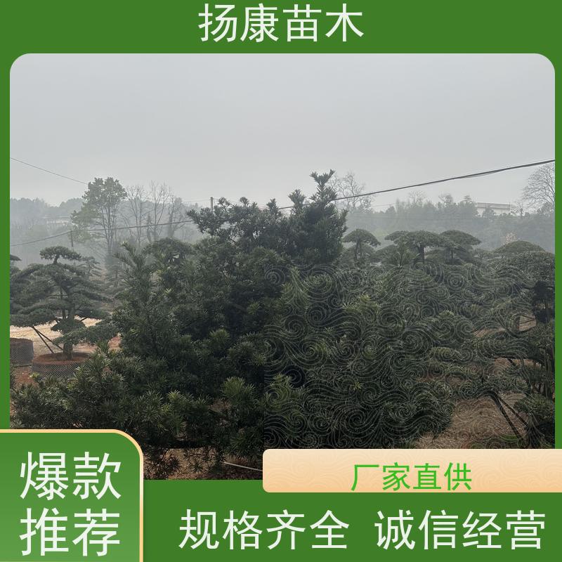 扬康苗木 规格齐全 别墅景区道路园林绿化大型造景树 红芽珍珠罗汉松