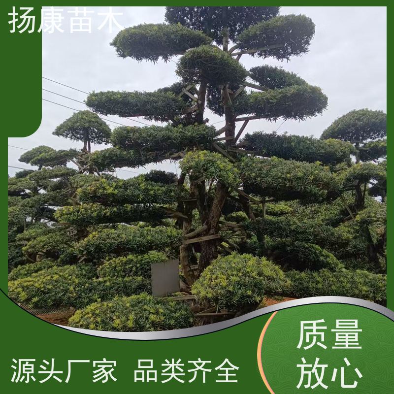 扬康苗木 黑松 迎客松别墅庭院绿化树 米叶罗汉松