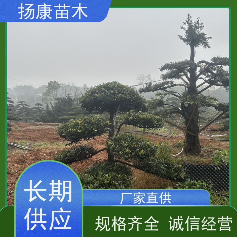 扬康苗木 基地直供 四季常青植物 多种规格可选 金钻罗汉松