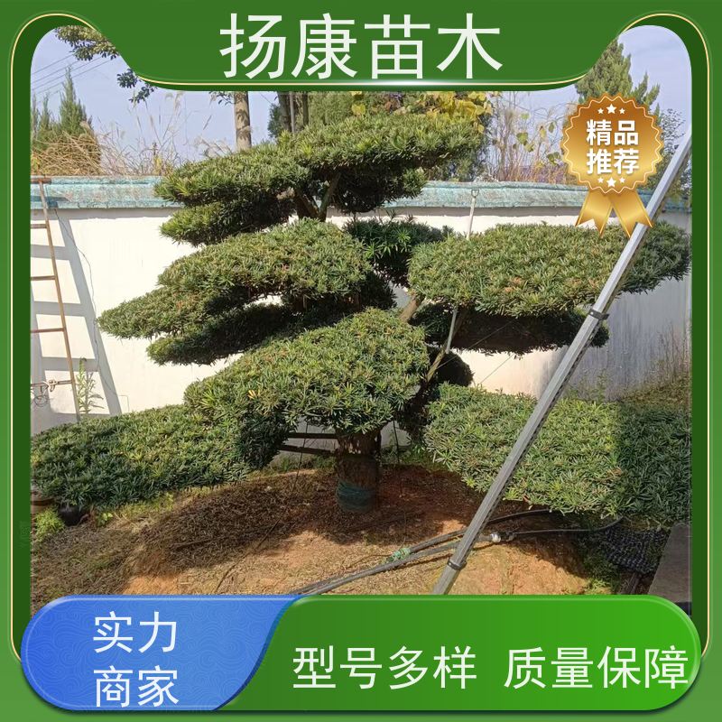扬康苗木 美观大气 庭院园林造景树 红芽珍珠罗汉松