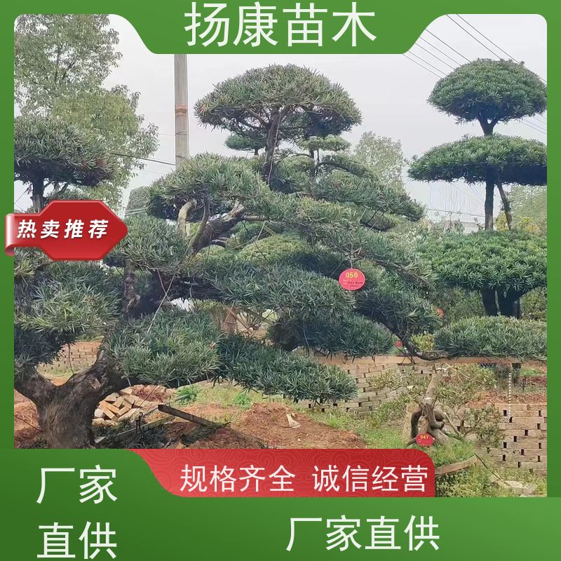 扬康苗木 规格齐全 形状优美 风景绿化树 宽叶罗汉松