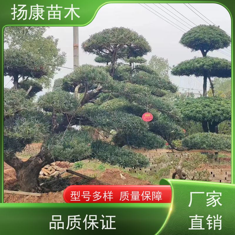 扬康苗木 景区园林绿化用 黑松 别墅庭院风景树 精品造型罗汉松