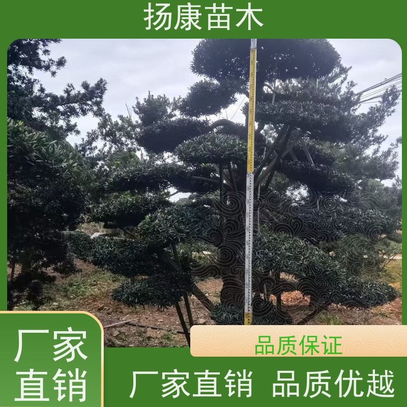 扬康苗木 基地直供 四季常青植物 多种规格可选 雀舌罗汉松