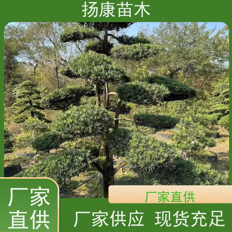扬康苗木 全国供应 庭院小区景区别墅常绿观花盆栽 12公分罗汉松
