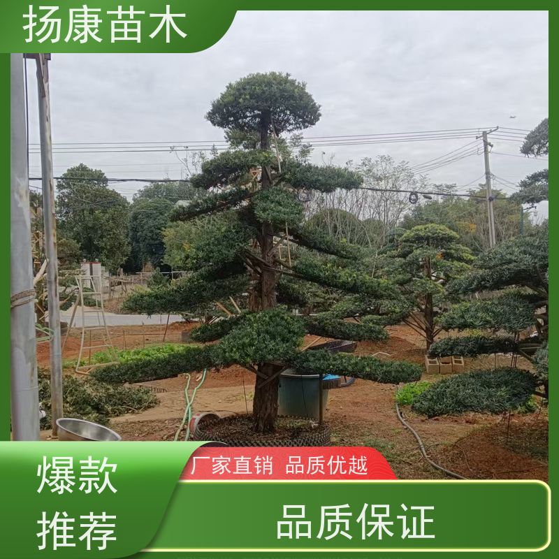 扬康苗木 H1-2米无纺布大袋苗 根须发达易成活 罗汉松毛坯
