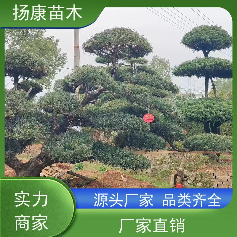 扬康苗木 地采购 庭院别墅主景树 品种齐全 金钻罗汉松