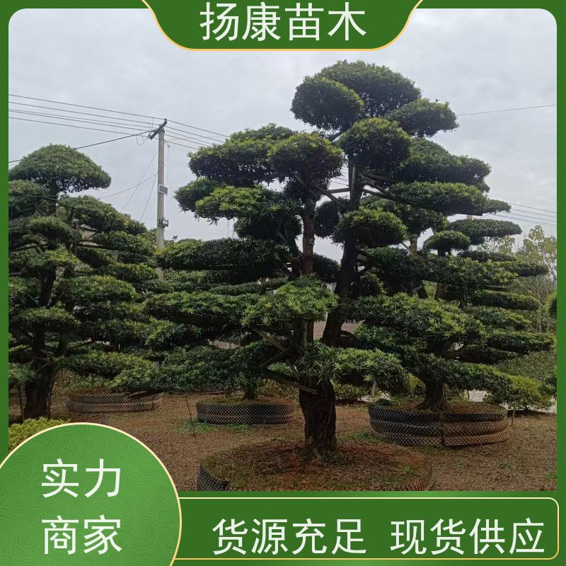 扬康苗木 别墅庭院 工程一站式 带土球发货 罗汉松毛坯