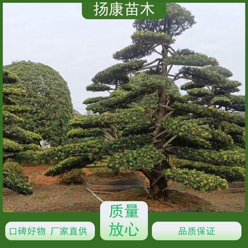 扬康苗木 美观大气 庭院园林造景树 大叶罗汉松