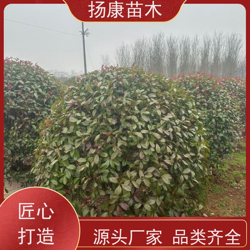 杨康苗木 冠幅1-2米石楠小苗基地地被红色植物 12公分红叶石楠球