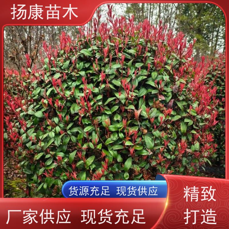 杨康苗木 香叶园林供应庭院绿化四季常青灌木球 1.5米红叶石楠球