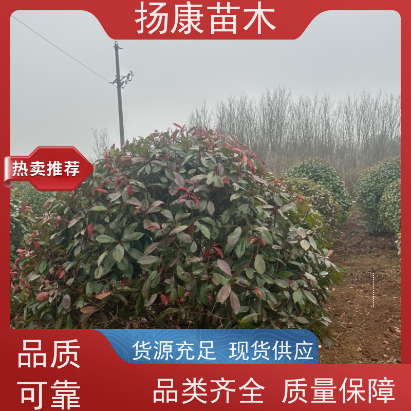 杨康苗木 冠幅饱满 景区园林绿化工程观赏球 红叶石楠球苗